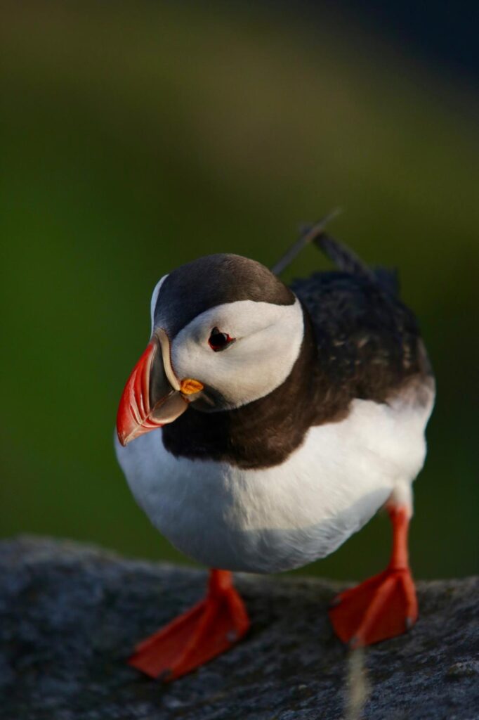 Close up Puffin - Rode ogen