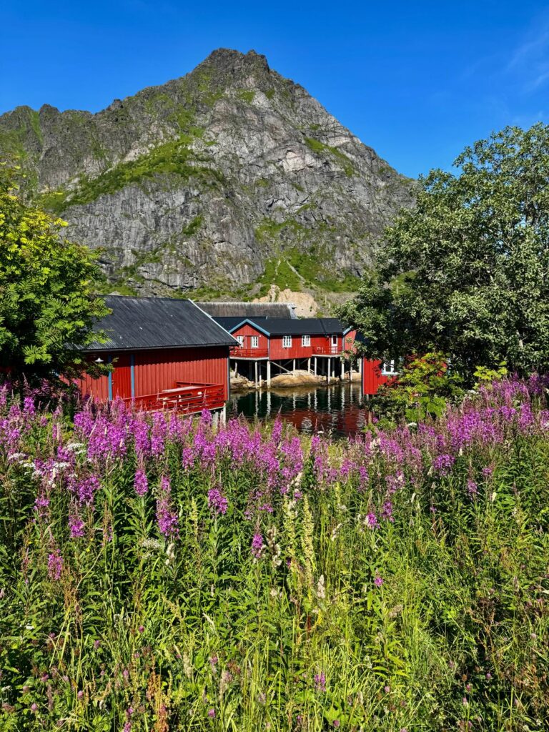 Rode vissershuisjes in Lofoten