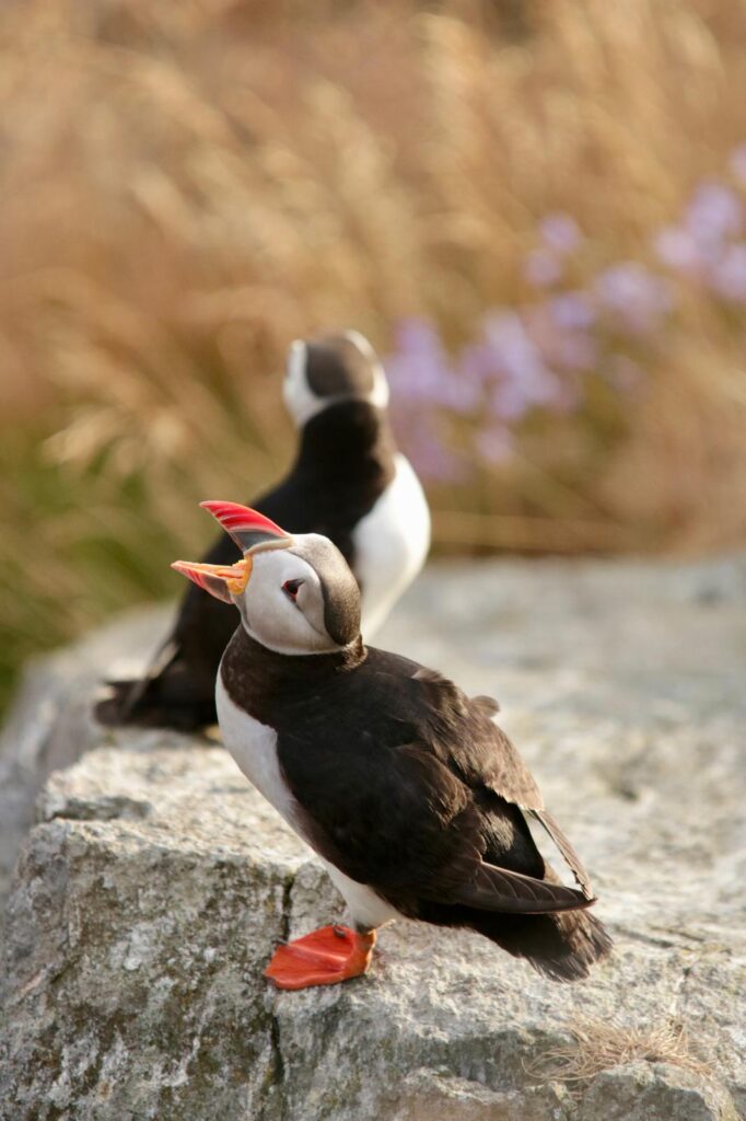 Puffin open bek - Runde