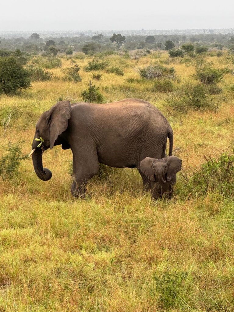 Babyolifant met moeder