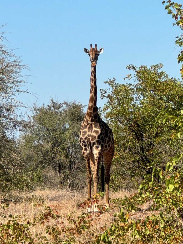 Giraf Kruger park bosjes