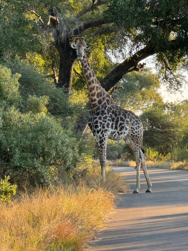 Giraf langs de weg Krugerpark
