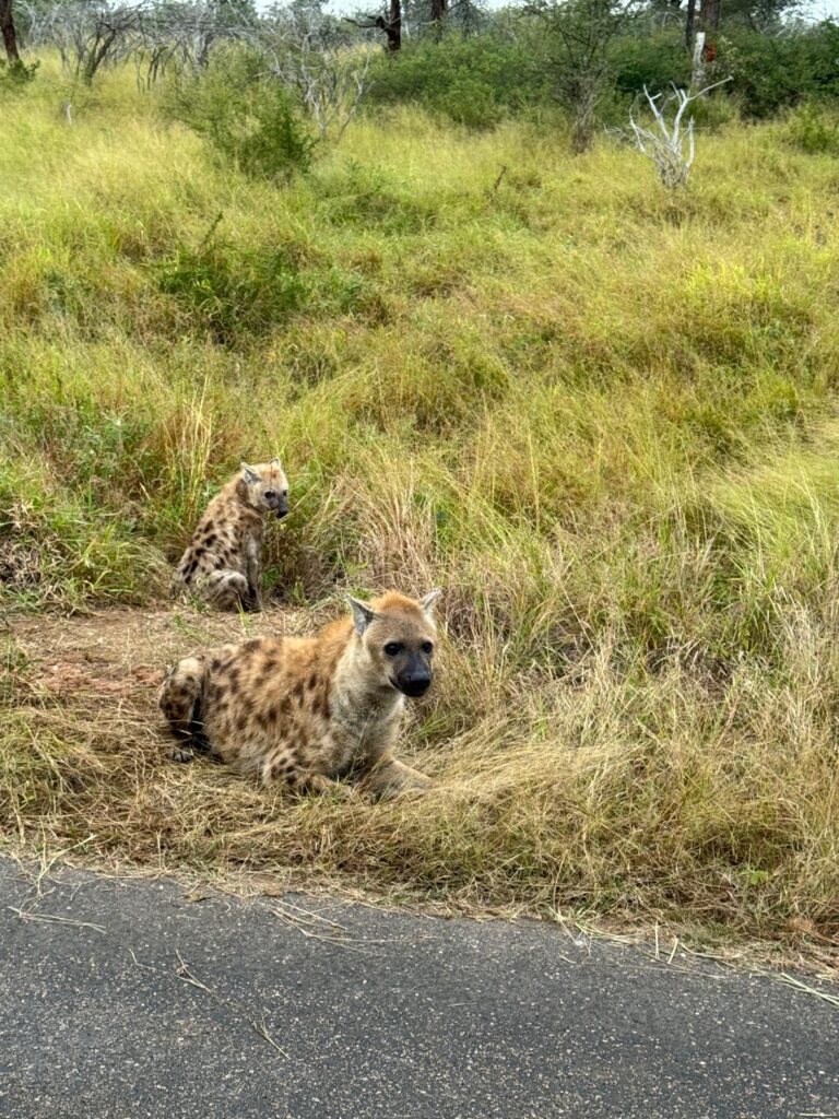 Hyenas in het gras