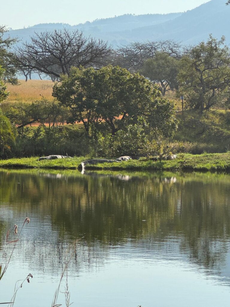 Krokodillen Mlilwane Game Sanctuary