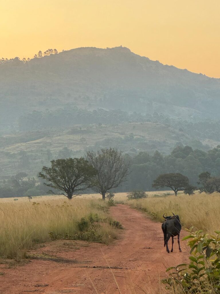 Mlilwane Game Sanctuary Wildebeest