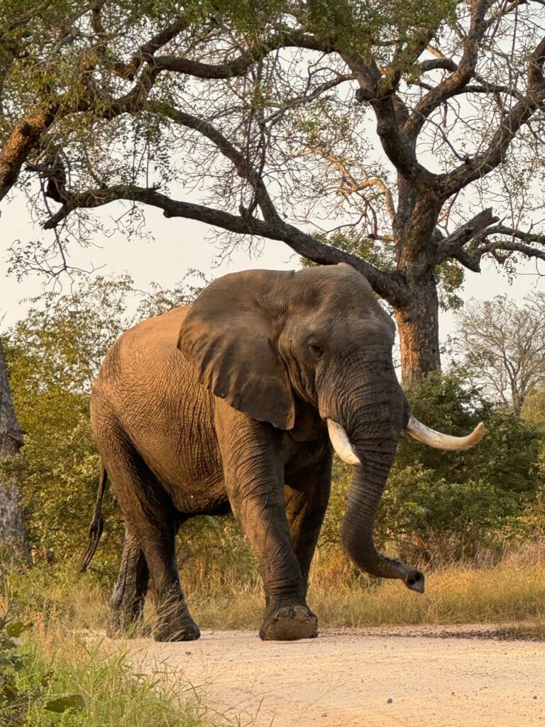 Olifant Kruger