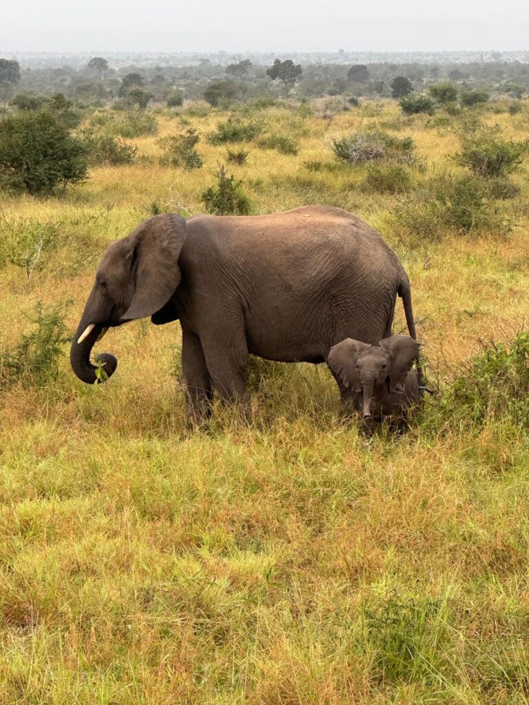 Olifant met baby olifant Krugerpark  Zuid-Afrika 
