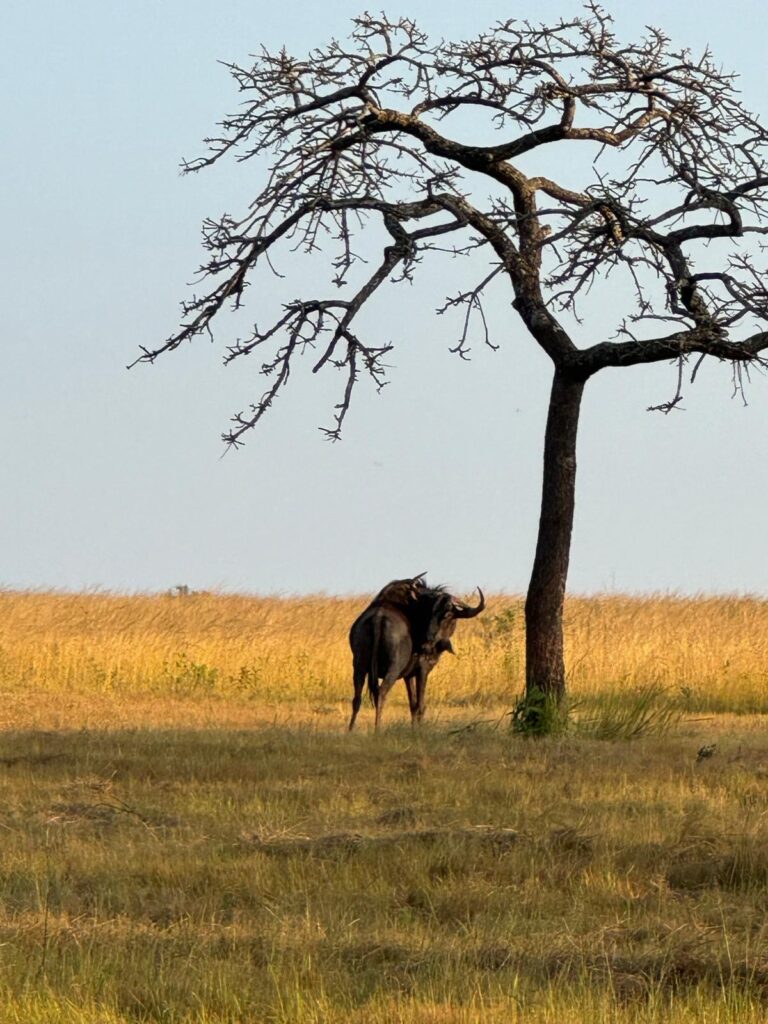 Wildebeest
