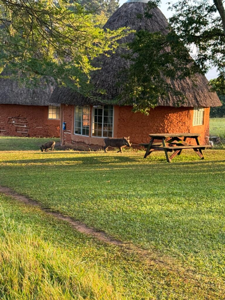 zwijntjes bij Sondzela