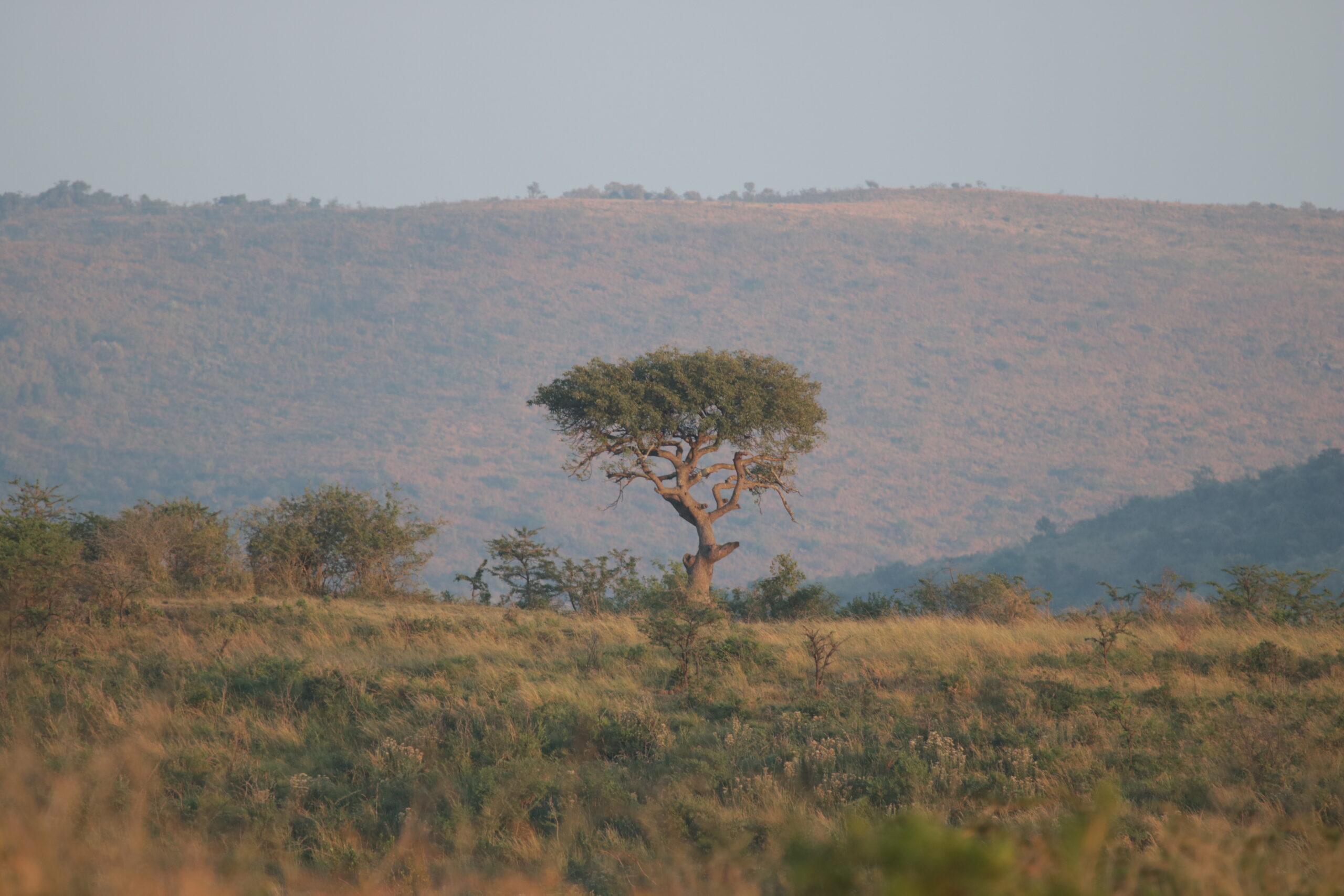 Addo Elephant Park