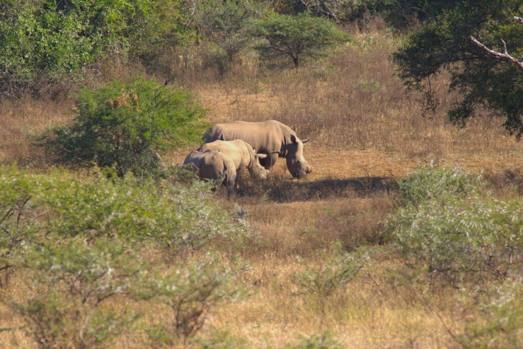 Neushoorn Moeder en baby Hluhluwe-Imfolozipark