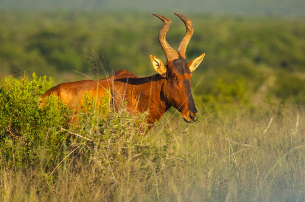 Kuddu Addo Elephant Park