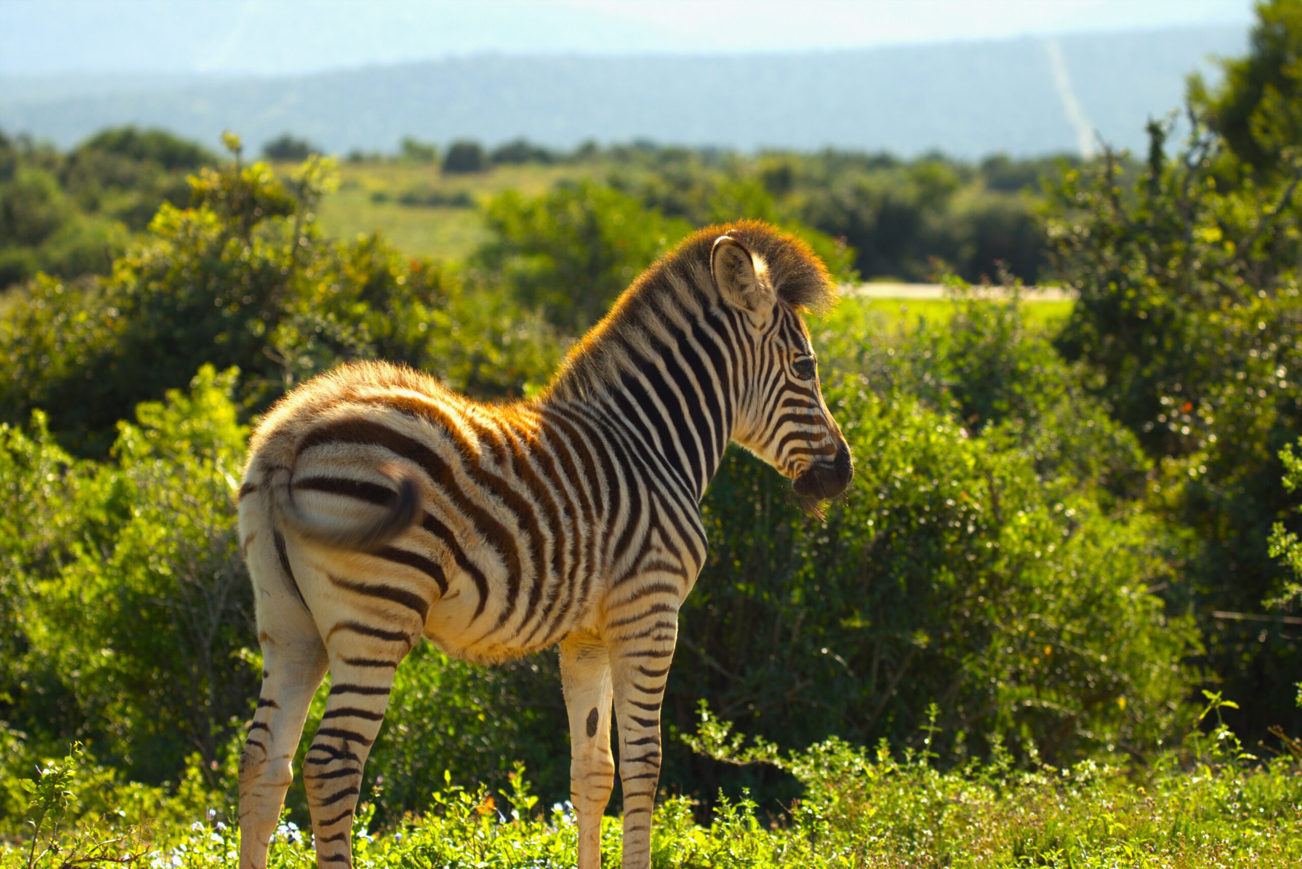 Baby Zebra Addo Elephant Park