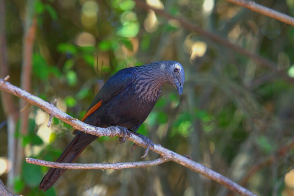 Vogel Addo Elephant Park