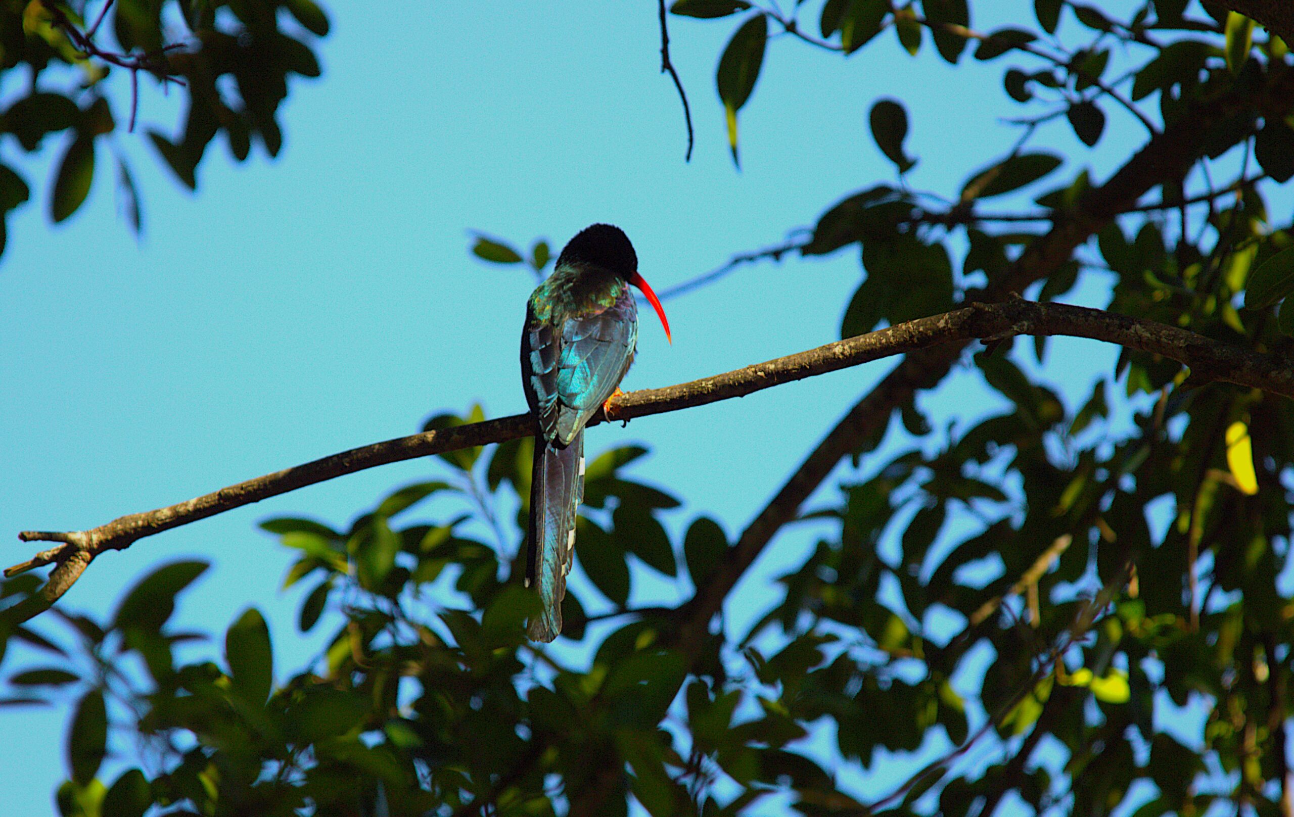 Vogel Addo Elephant Park