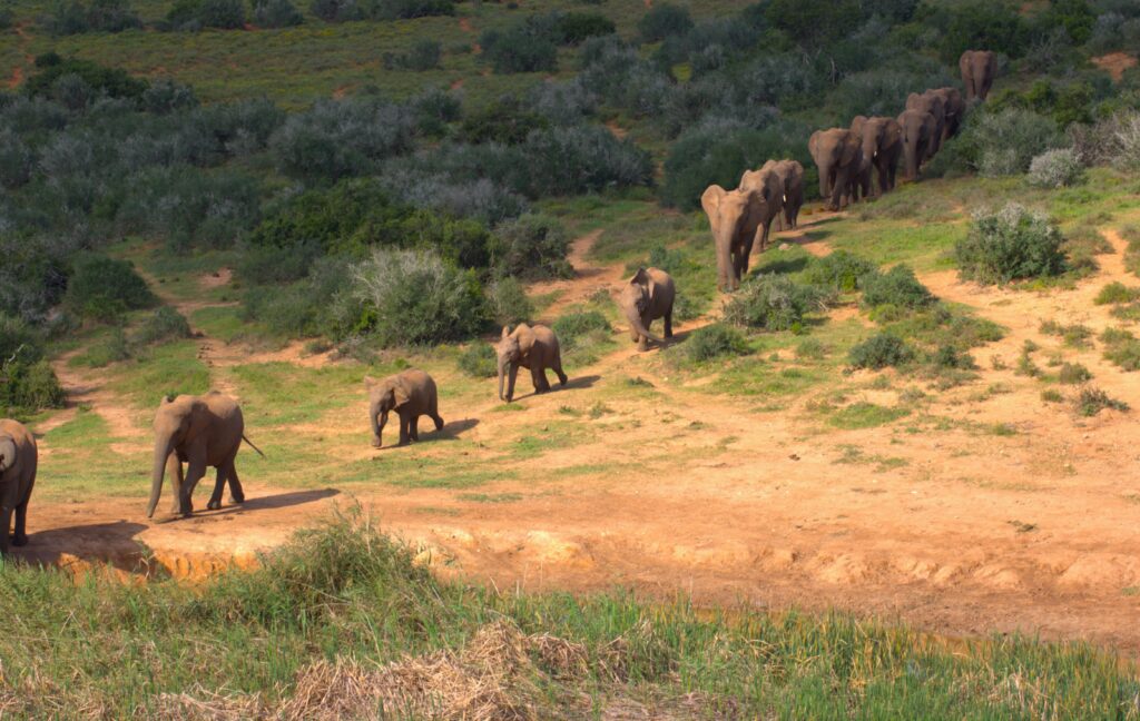 Olifantenkudde Addo Elephant Park