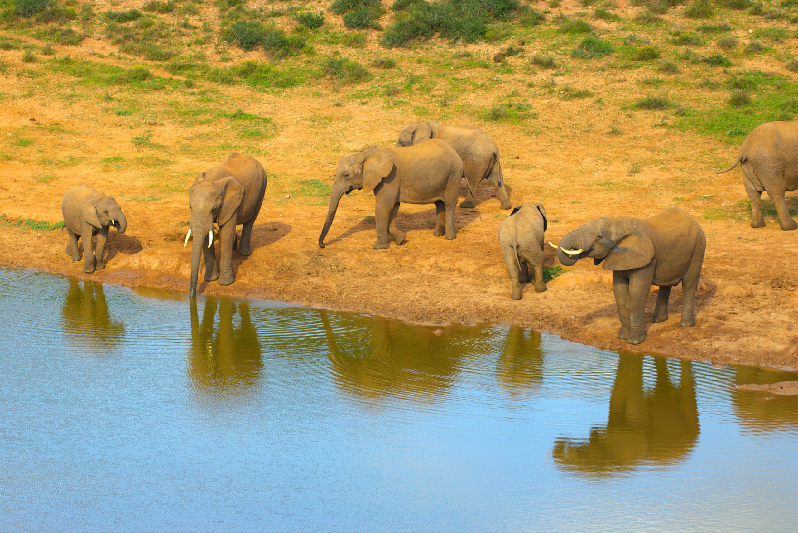 Olifanten bij Waterhole
