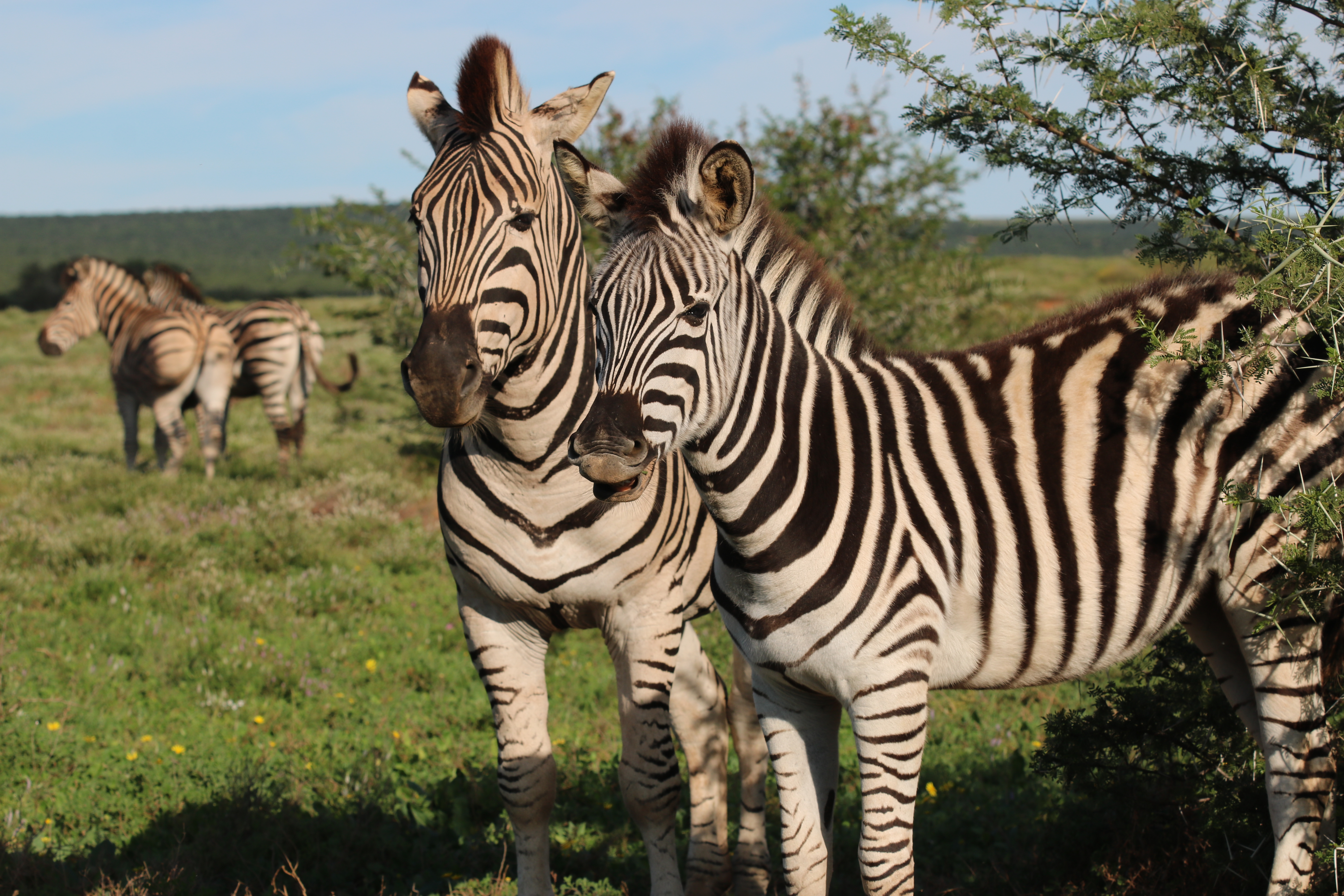 Zebra Addo Elephant National Park