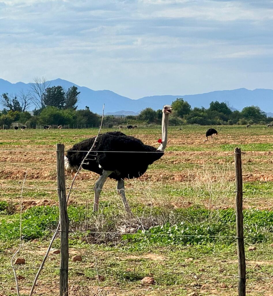 Struisvogelboederij Oudtshoorn