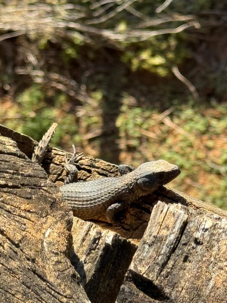 Salamander Addo Elephant Park