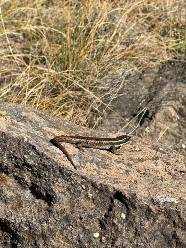 Sentinel Peak Hike Drakensberg Salamander