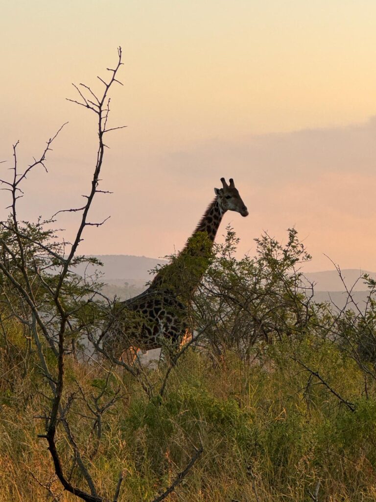 Giraf Hluhluwe-Imfolozipark