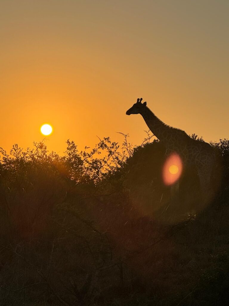 Sunrise Hluhluwe-Imfolozipark Giraff