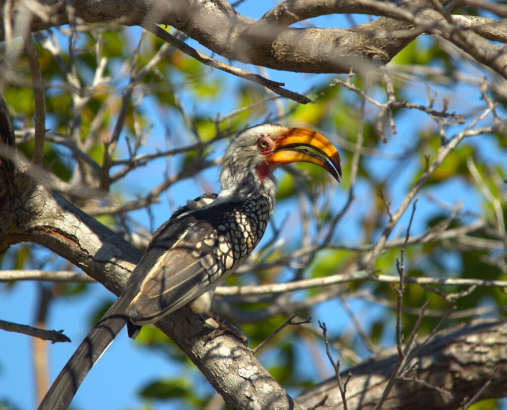 bird-in-tree-large-beak Krugerpark