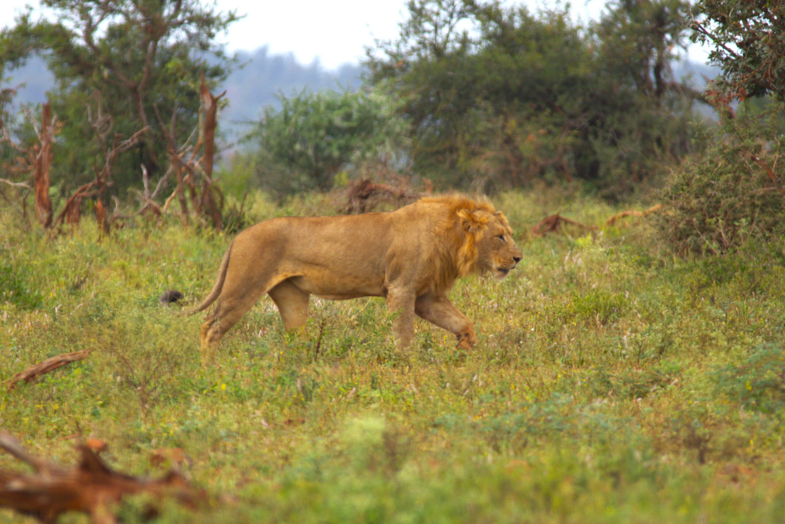 lion-in-wild Krugerpark