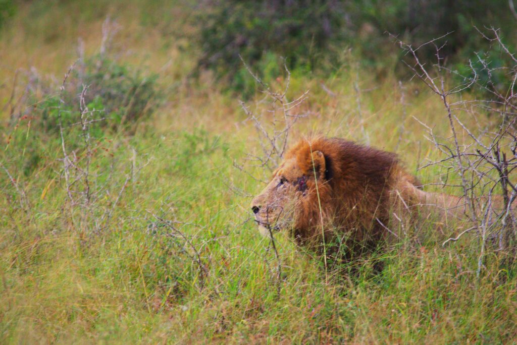 lion-mane Krugerpark