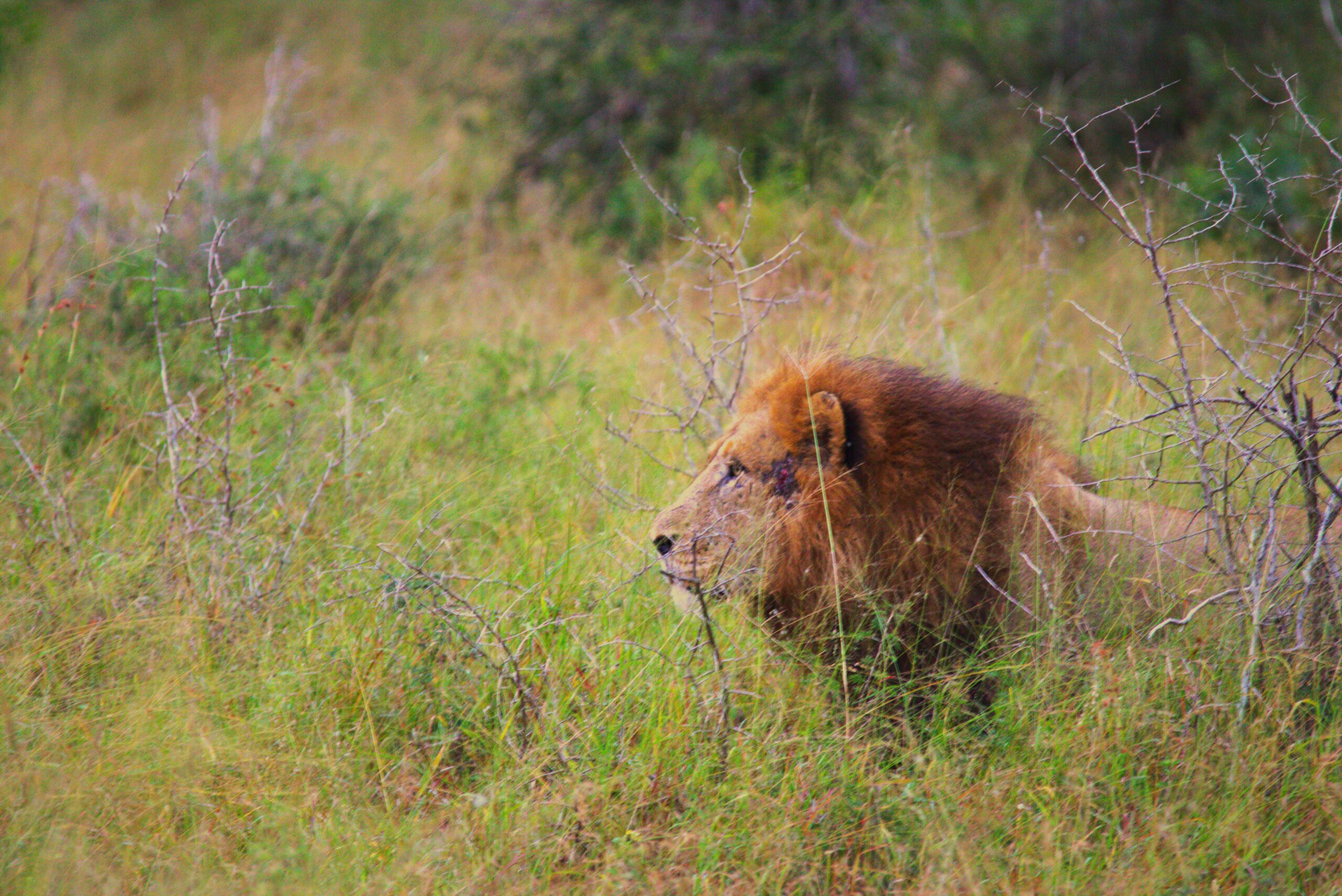 lion-mane Krugerpark