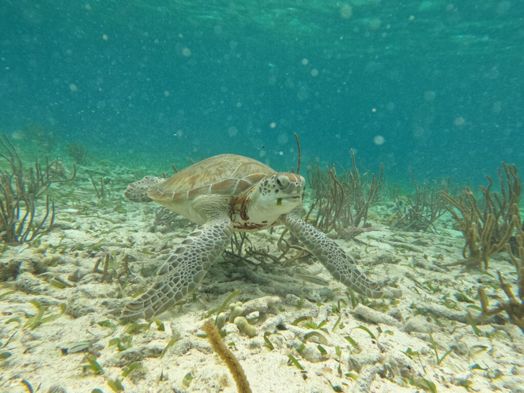 Schildpad Snorkeltour Caye Caulker