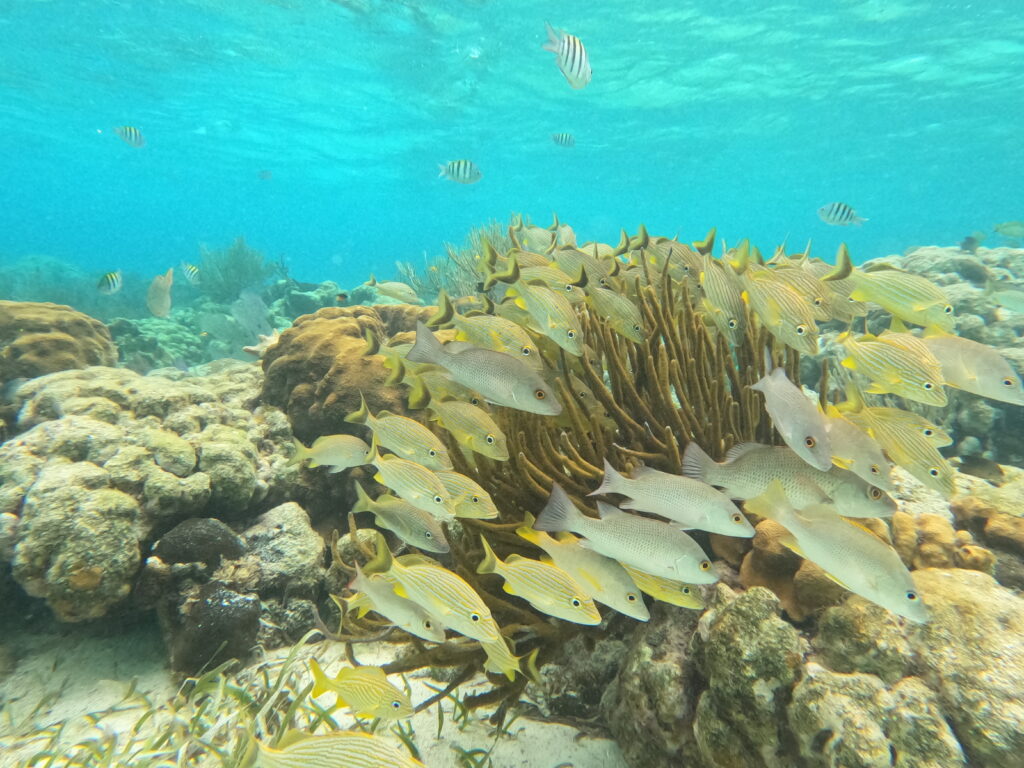Belize Reef Snorkeltour vissen