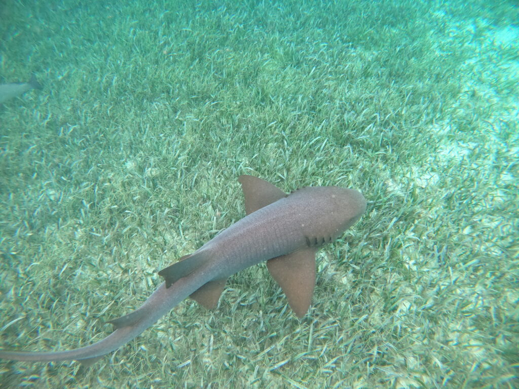 Rifshark snorkeltour Belize