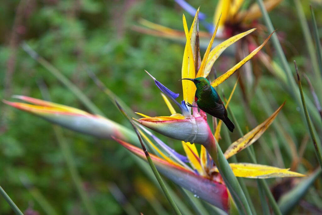 Kristenbosch Botanical Garden