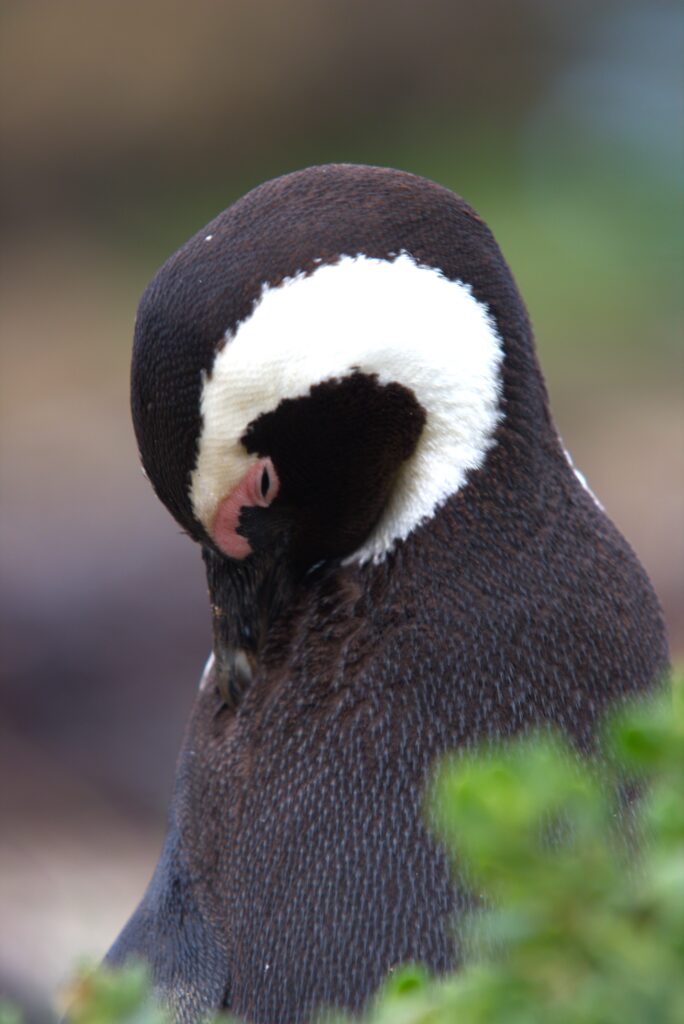 Pinguin Betty's Bay