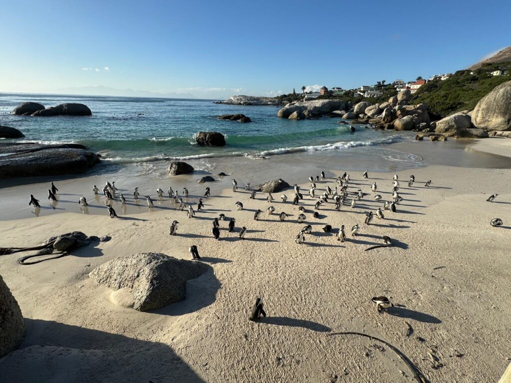 Boulders Beach 