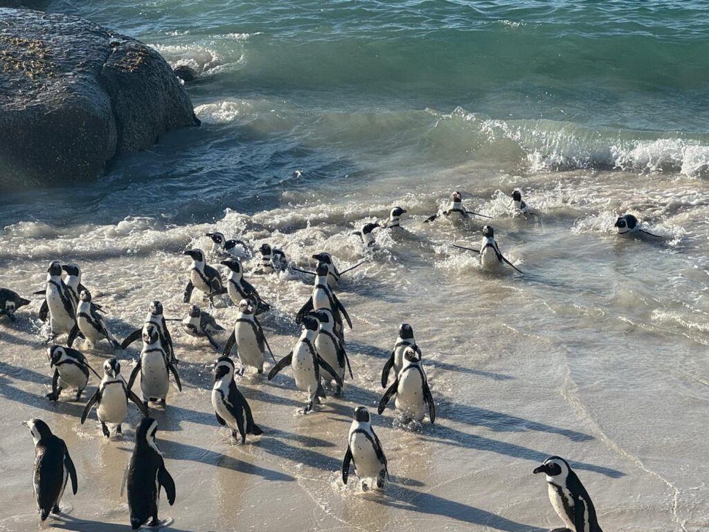 Boulders Beach Pinguins 