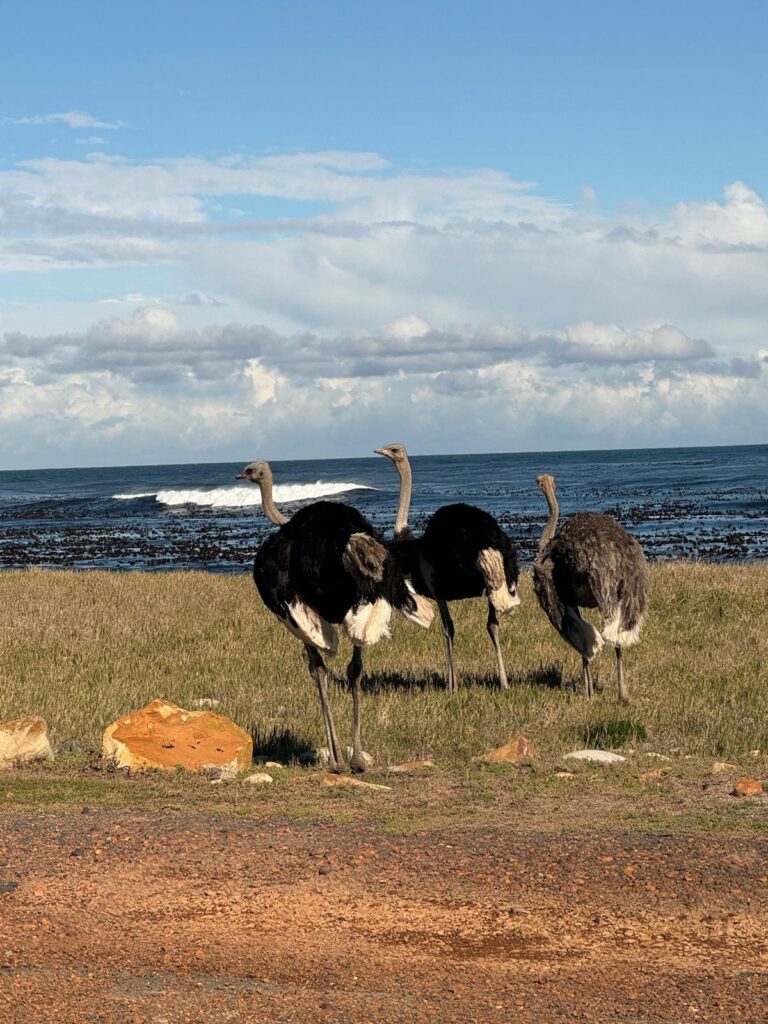 Kaap de goede hoop Struisvogels Garden Route naar Kaapstad