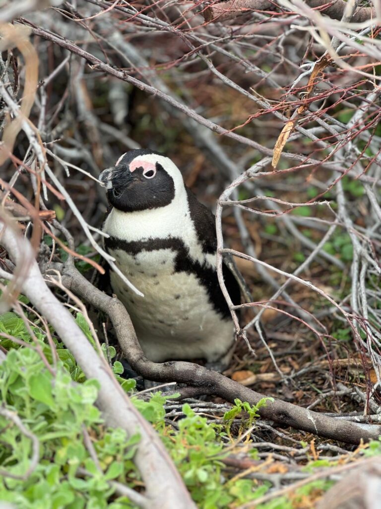 Pinguin betty bay Garden Route naar Kaapstad
