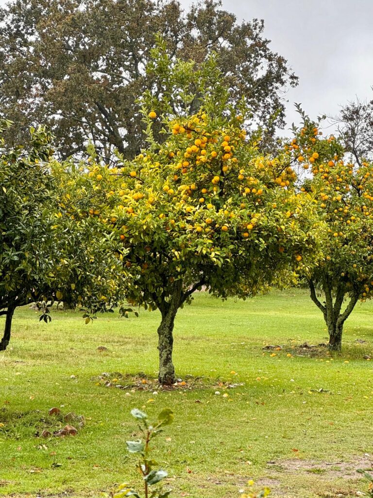 Boschendal orangetree