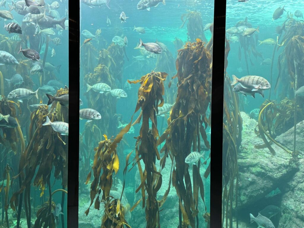 Two Oceans Aquarium Kaapstad