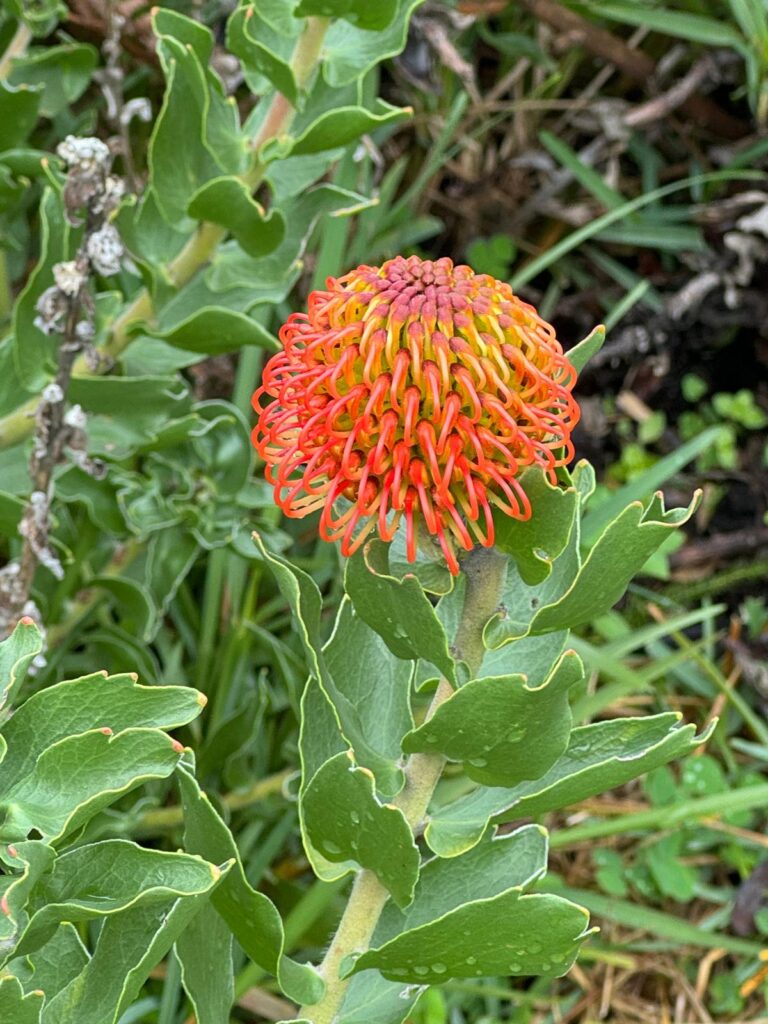 Kristenbosch Botanical Garden