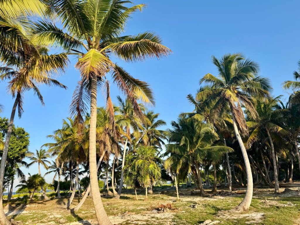 Palmboom Caye Caulker