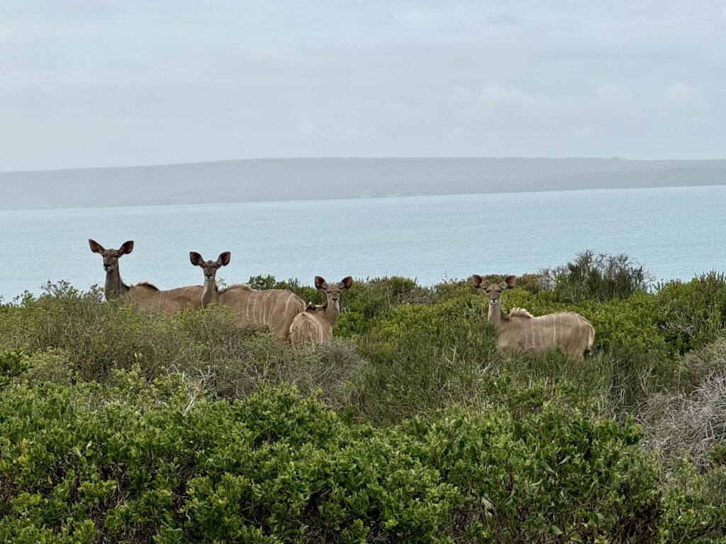 West Coast Nationaal Park Kuddu's