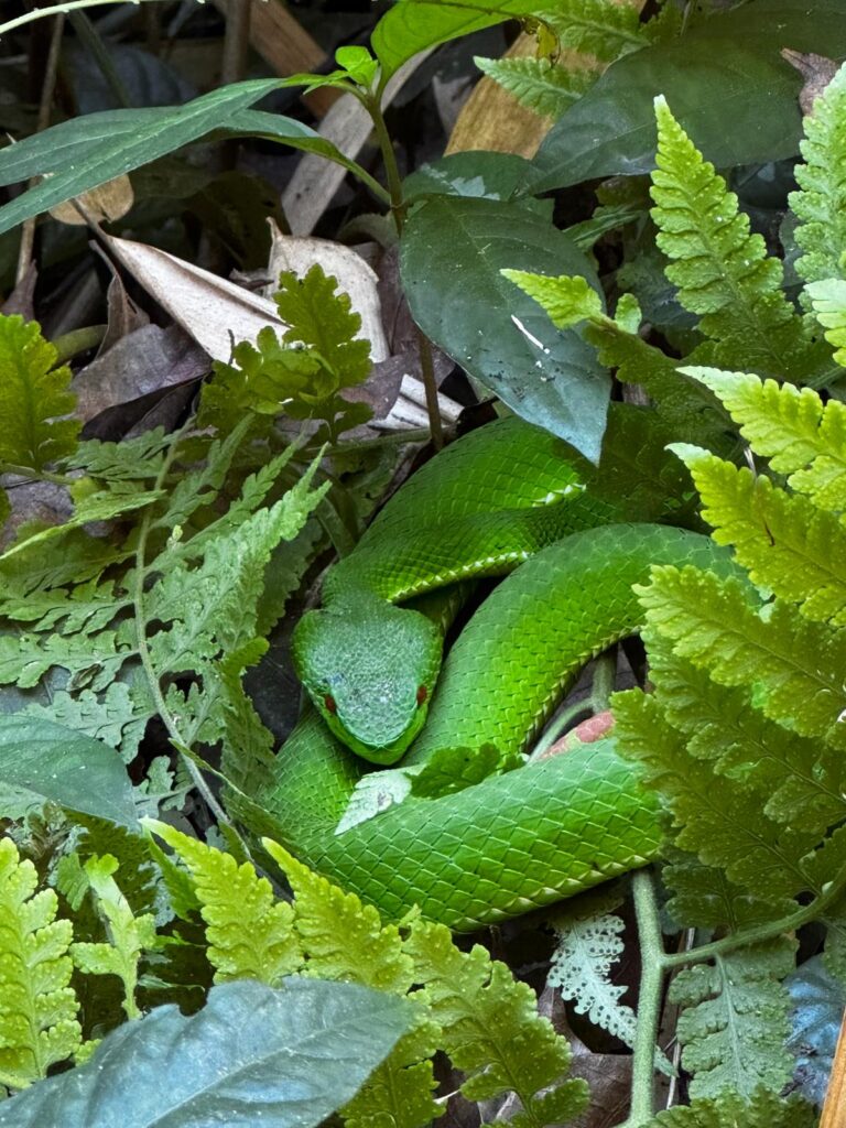 groene slang mork fa waterval
