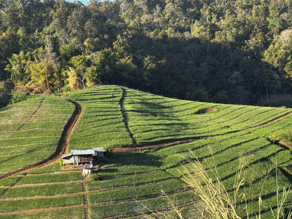 Rijstvelden Pai Reis Thailand
