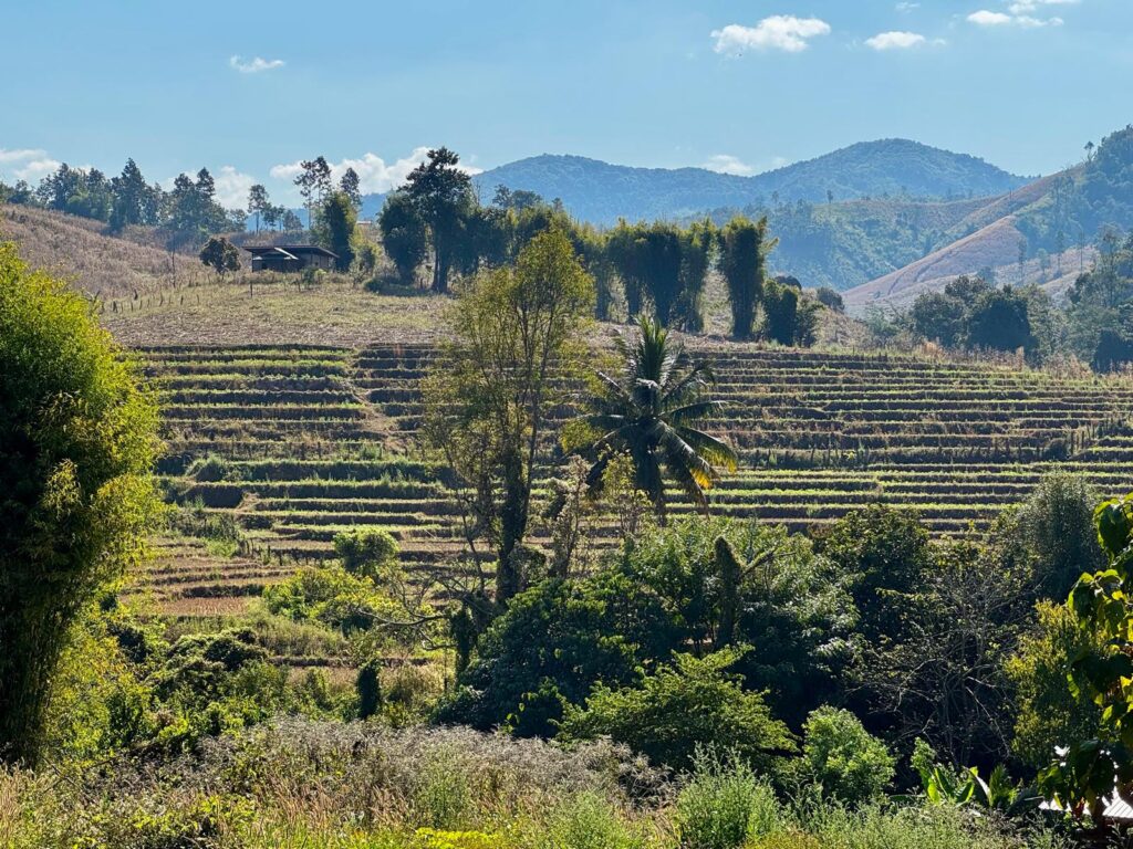 Rijstvelden langs Mae Hong Son Thailand
