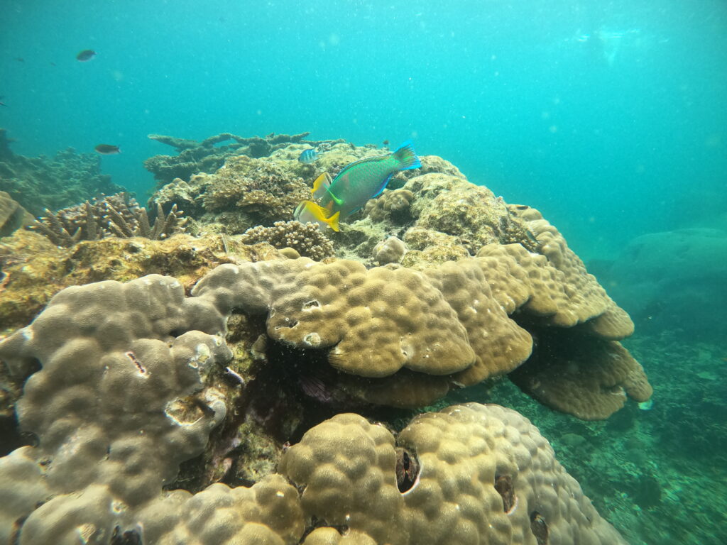 Snorkeltour Koh Tao