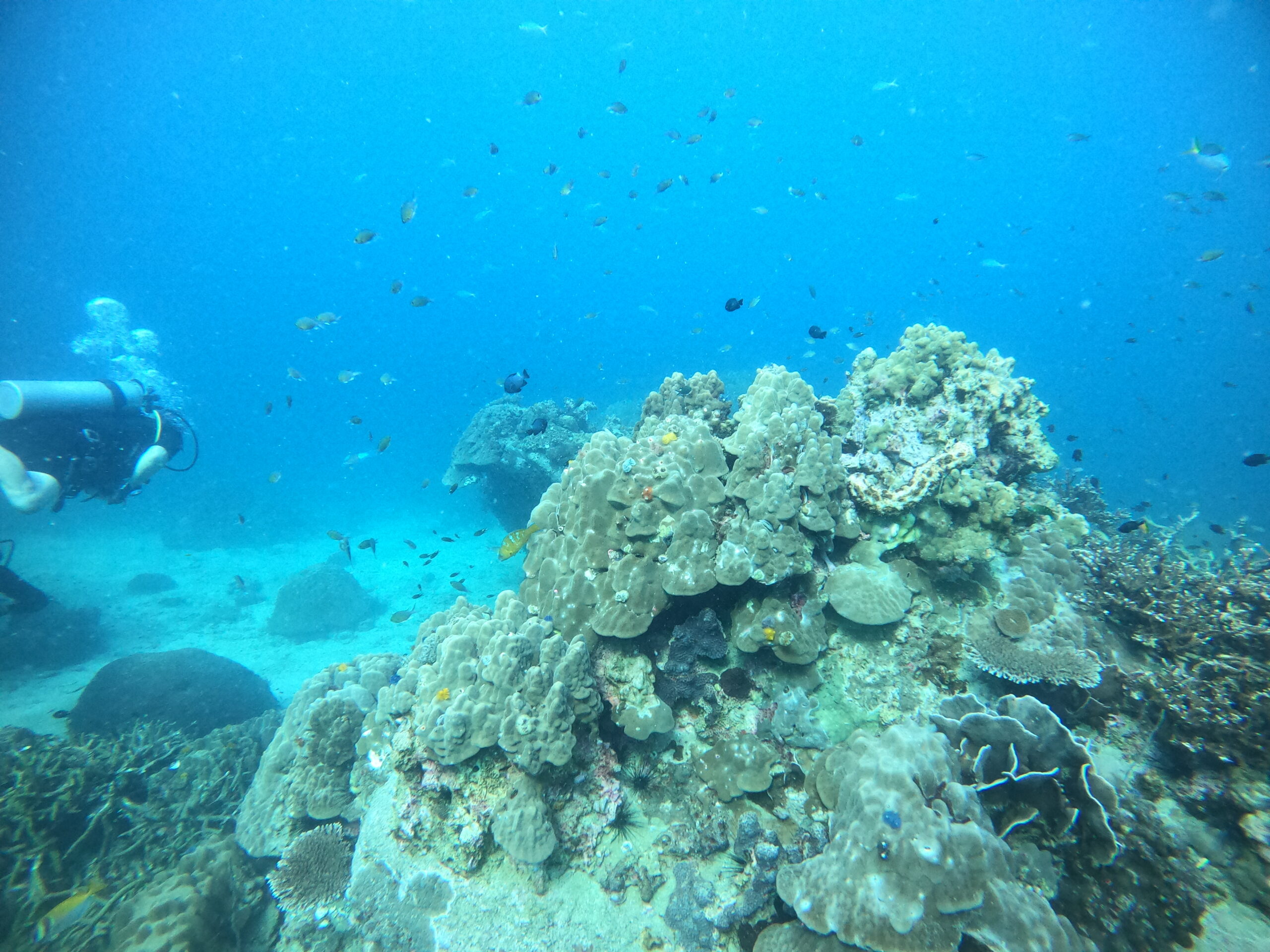 Duiken Impian Divers Koh Tao